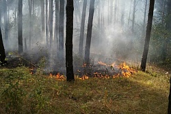 В Усть-Кутском районе действуют два лесных пожара