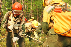 На утро 30 июня в Иркутской области действовало шесть новых лесных пожаров на площади 32 га