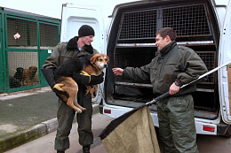 17 апреля в Усть-Куте будет произведён выпуск собак без владельцев 