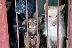 3 апреля в Усть-Куте пройдёт отлов агрессивных собак без владельцев