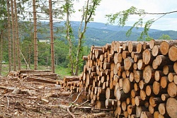  Информация для граждан Усть-Кутского района,  нуждающихся в древесине для собственных нужд (самозаготовка древесины)