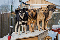 В Усть-Куте 13 и 14 марта пройдут мероприятия по отлову и выпуску собак без владельцев