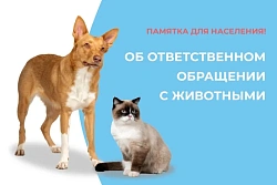 Об ответственном обращении с  домашними животными