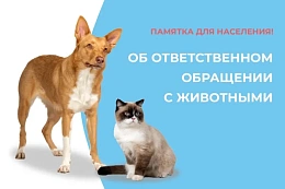 Об ответственном обращении с  домашними животными
