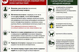 Безопасность при встрече с медведем