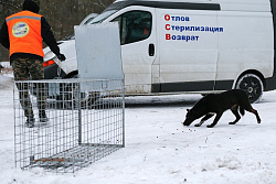 Отлов собак без владельцев переносится с 25 июля на 27 июля