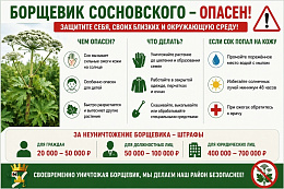 Борщевик Сосновского — опасное растение. Не дайте ему захватить ваш участок!