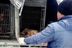 6 марта в Усть-Куте пройдёт отлов агрессивных собак без владельцев