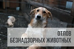 В Усть-Куте пройдёт отлов агрессивных собак без владельцев