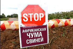 АФРИКАНСКАЯ ЧУМА СВИНЕЙ 