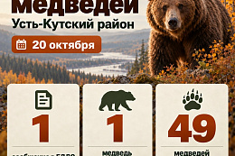 В Усть-Кутском районе ликвидировали ещё одного медведя