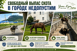  «А где хозяин?» Коровы и лошади снова гуляют по городу