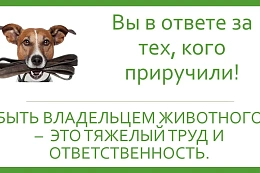 Как привлечь к ответственности хозяина собаки, которая  покусала человека