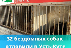 32 бездомных собак отловили в Усть-Куте 12 марта