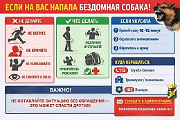 Что делать, если на вас напала бездомная собака