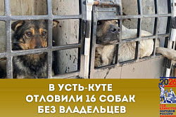 В Усть-Куте состоялся отлов бездомных собак
