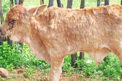 Памятка по недопущению распространения заразного узелкового дерматита у крупного рогатого скота