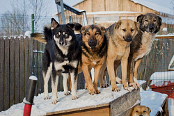 22 января будет производиться отлов собак без владельцев