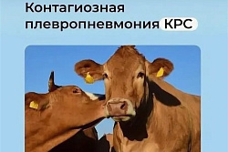 Контагиозная плевропневмония крупного рогатого скота 