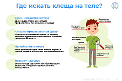Где искать клеща на теле?