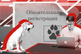 Есть собака? Не забудьте зарегистрировать ее!