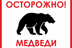 Внимание! В Усть-Кутском районе участились случаи выхода медведей к людям