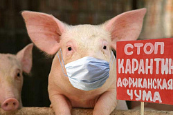 Африканская чума свиней 