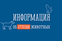 В Усть-Куте состоялся отлов бездомных собак