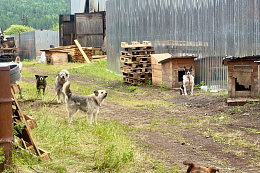 Собаки из приюта «Верный друг» обрели новый дом
