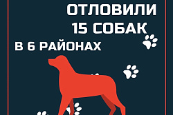15 бездомных собак отловили в Усть-Куте 30 октября