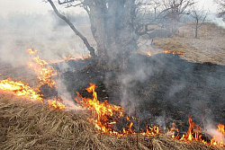 В Иркутской области ликвидировали один лесной пожар