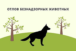 В Усть-Куте отловили 32 бездомных собаки