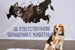 Ответственность за несоблюдение общих требований к содержанию животных