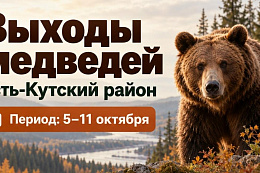 За неделю в Усть-Кутском районе зафиксировано 22 сообщения о выходах медведей