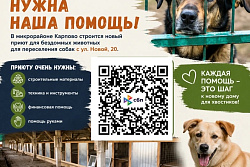 Приюту для бездомных животных «Добрый друг» нужна помощь устькутян