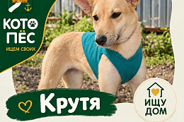 КОТОПЁС | Ищем своих