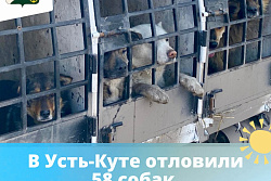 В Усть-Куте отловили 58 собак без владельцев