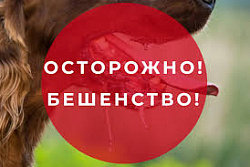 Бешенство — это особо опасное вирусное инфекционное заболевание
