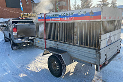 14 февраля в Усть-Куте состоялся отлов бездомных собак.