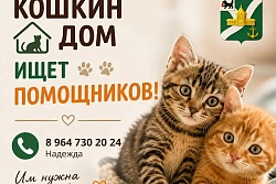 Приют «Кошкин дом» ищет помощников!